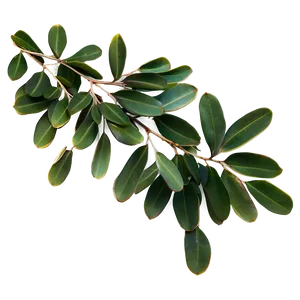 Eucalyptus Leaves Border PNG 50