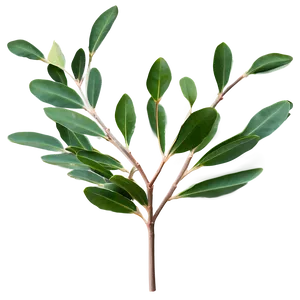 Eucalyptus Leaves Border Png Jdu17 PNG image