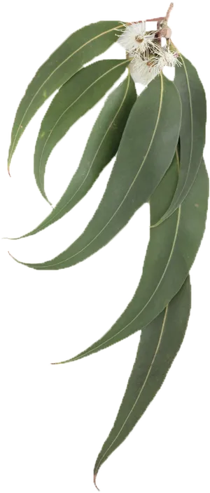 Eucalyptus Leaves Branch Flowers PNG image