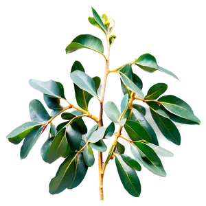 Eucalyptus Leaves D PNG image