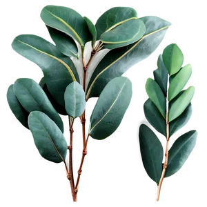 Eucalyptus Leaves Decoration PNG 06272024