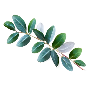 Eucalyptus Leaves Decoration PNG 06272024