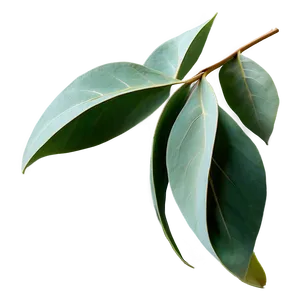 Eucalyptus Leaves Decoration PNG 35 PNG
