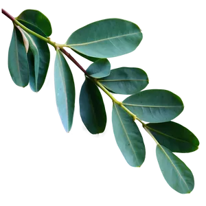 Eucalyptus Leaves Flat PNG 06272024