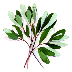 Eucalyptus Leaves Flat PNG 92