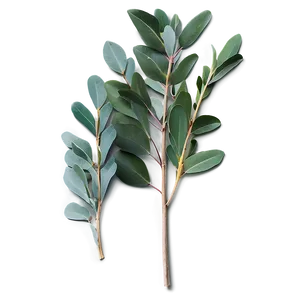 Eucalyptus Leaves Flat PNG Mpw PNG