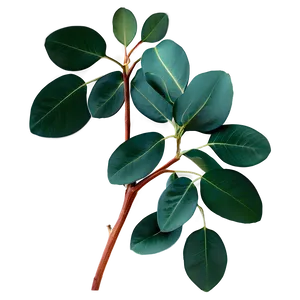 Eucalyptus Leaves For Shower PNG 06272024