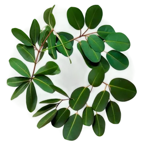 Eucalyptus Leaves Frame PNG 05242024