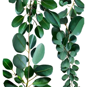Eucalyptus Leaves Frame PNG Sio PNG