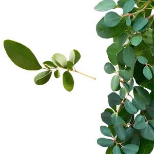 Eucalyptus Leaves Frame PNG Std88 PNG