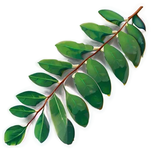 Eucalyptus Leaves Icon PNG 06272024