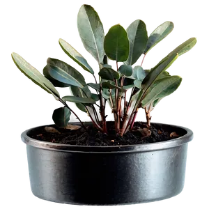 Eucalyptus Leaves In Pot PNG 06272024 PNG