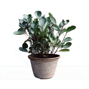 Eucalyptus Leaves In Pot PNG 27 PNG