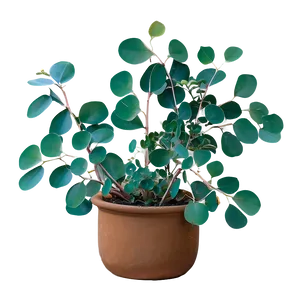 Eucalyptus Leaves In Pot PNG Mgc17 PNG