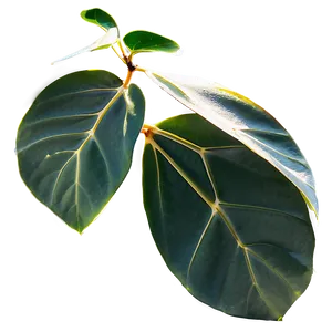 Eucalyptus Leaves In Sunlight PNG 05242024