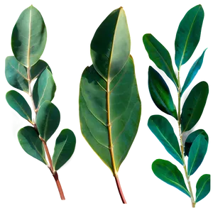 Eucalyptus Leaves In Sunlight PNG 14