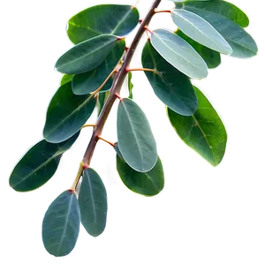 Eucalyptus Leaves In Sunlight PNG 7