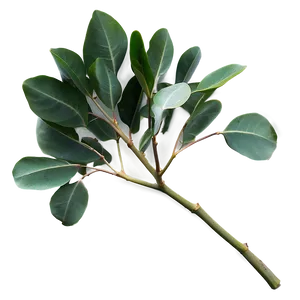 Eucalyptus Leaves Isolated PNG 06272024
