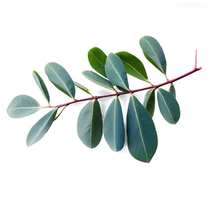 Eucalyptus Leaves Isolated PNG 06272024 PNG