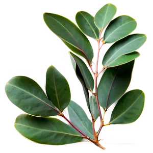 Eucalyptus Leaves Isolated PNG Mlt