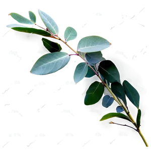 Eucalyptus Leaves On White PNG Cgh50 PNG