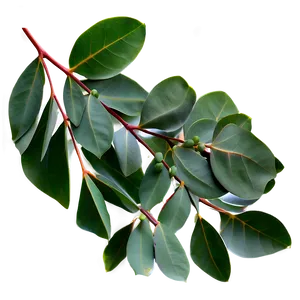 Eucalyptus Leaves On White PNG Vhd