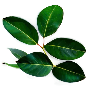 Eucalyptus Leaves Overlay PNG 06272024