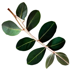 Eucalyptus Leaves Overlay PNG Buq PNG