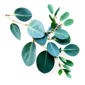 Eucalyptus Leaves Overlay PNG Prd PNG