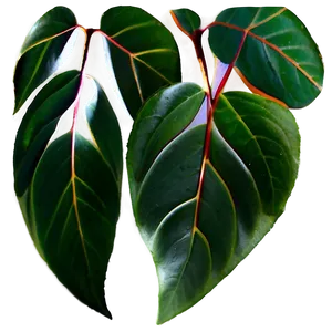 Eucalyptus Leaves PNG 05042024
