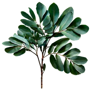 Eucalyptus Leaves PNG 05042024