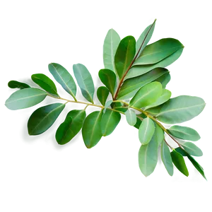 Eucalyptus Leaves Png 48 PNG image