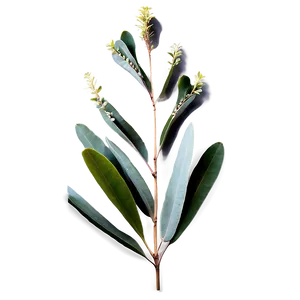 Eucalyptus Leaves PNG 74