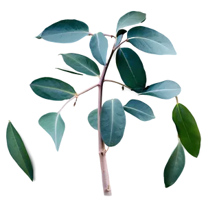 Eucalyptus Leaves Scent PNG 06272024 PNG
