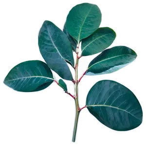 Eucalyptus Leaves Scent PNG 34 PNG