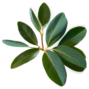 Eucalyptus Leaves Scent PNG 75