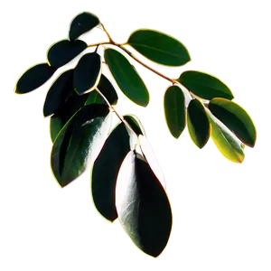 Eucalyptus Leaves Silhouette PNG 98 PNG