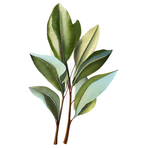 Eucalyptus Leaves Sketch PNG Hrj76