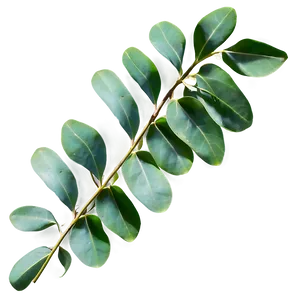 Eucalyptus Leaves Texture PNG 34