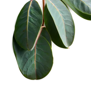 Eucalyptus Leaves Transparent PNG Jxd75 PNG