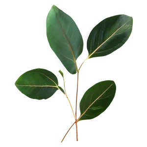 Eucalyptus Leaves Transparent PNG Lhl42 PNG