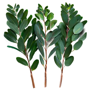 Eucalyptus Leaves Transparent PNG Rxj29