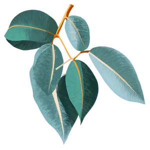Eucalyptus Leaves Vector PNG 55