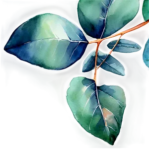 Eucalyptus Leaves Watercolor PNG 31