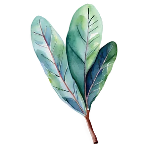 Eucalyptus Leaves Watercolor PNG Bqn PNG