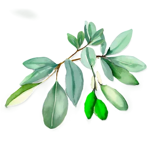 Eucalyptus Leaves Watercolor PNG Dlh PNG