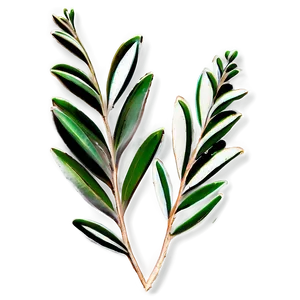 Eucalyptus Monochrome Art PNG Psl PNG