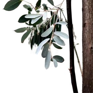 Eucalyptus Monochrome Art PNG Yvy7 PNG