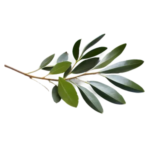 Eucalyptus Oil Massage PNG 05242024