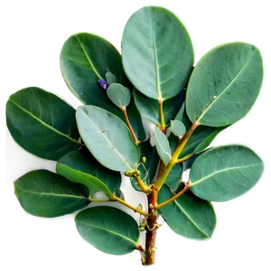 Eucalyptus Oil Massage PNG 25 PNG